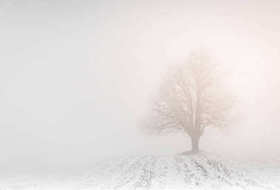 在雾中棵孤独的树