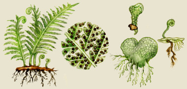 蕨類植物的生物循環(huán)圖圖片