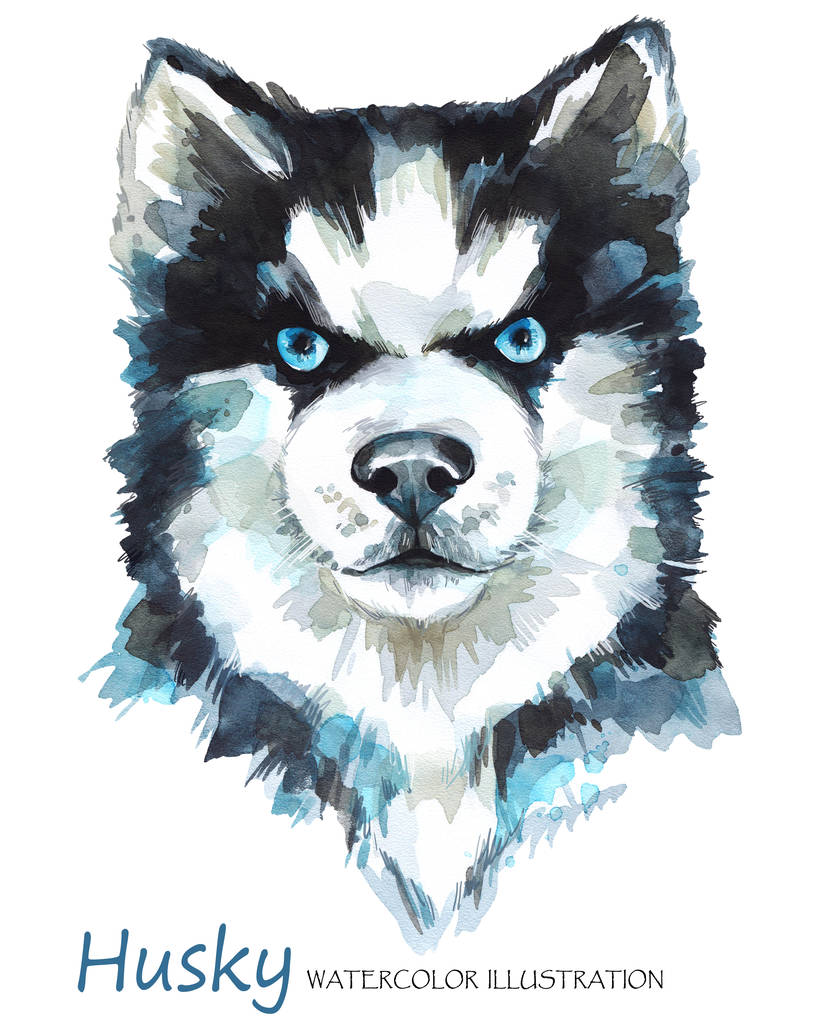 在背景上水彩哈士奇照片 在背景上水彩哈士奇照片