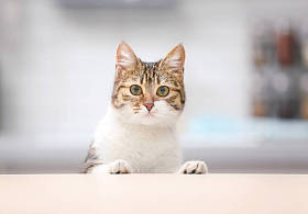 可爱有趣的猫咪图片
