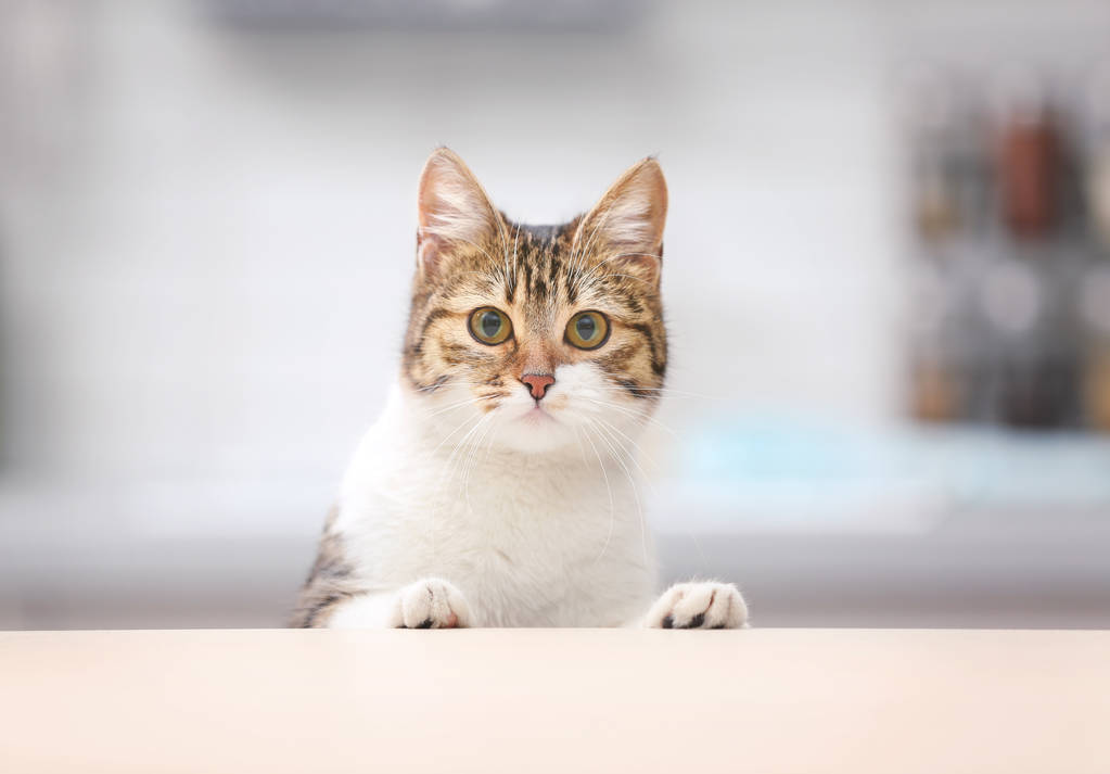 可爱有趣的猫咪图片 可爱有趣的猫咪图片