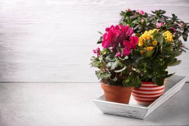 在白色美丽的植物图片