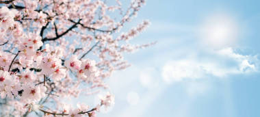 桃花在藍(lán)藍(lán)的天空?qǐng)D片