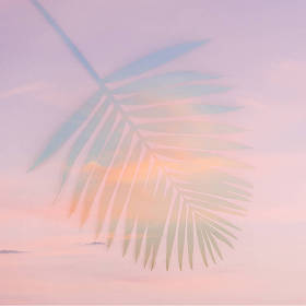 棕榈叶最小，平躺