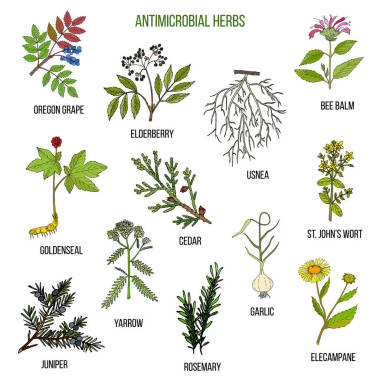 抗菌药。手拉的套的药用植物图片