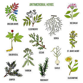 抗菌药。手拉的套的药用植物图片