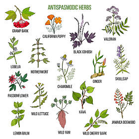 解痉药。手拉的套的药用植物