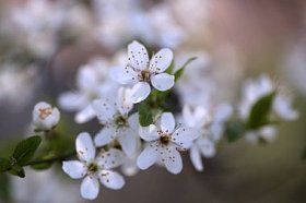 白色樱花的花开为自然背景上模糊的背景