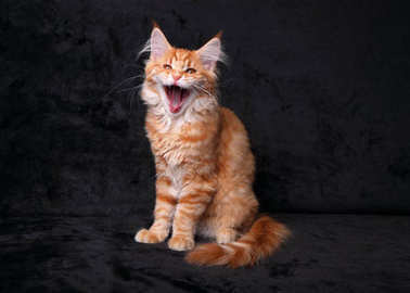 可愛(ài)可愛(ài)紅色固體緬因浣熊小貓坐在一起開(kāi) y