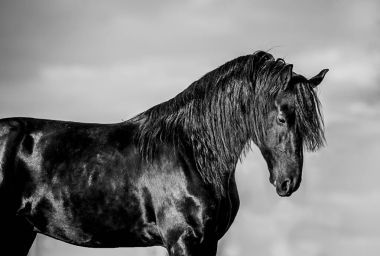 弗里斯蘭種馬肖像合影圖片