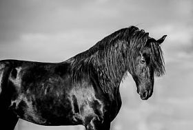 弗里斯兰种马肖像合影图片