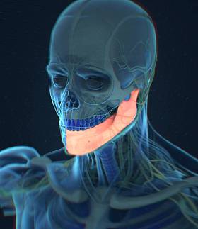 人类颌骨解剖模型