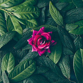 绿色的叶子和粉色的玫瑰