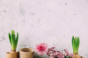 花园背景花和斑点图片