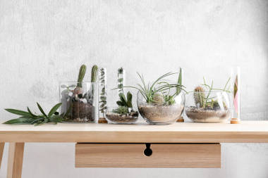 Florarium 在玻璃花瓶與多肉植物