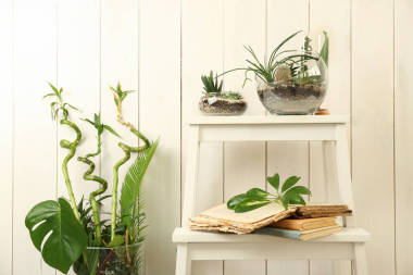 Florarium 仙人掌與多肉植物