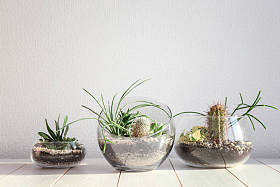 在玻璃花瓶中的肉质花园