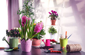 新栽种的鲜花的花园里图片