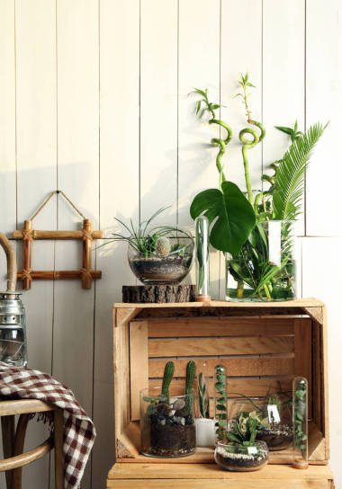 裝飾玻璃花瓶與肉質(zhì)和仙人掌照片