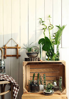 装饰玻璃花瓶与肉质和仙人掌照片