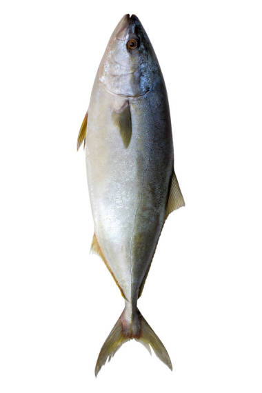吞拿魚隔離