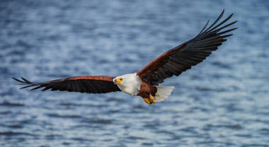 African fish eagle in flight. 