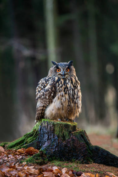 歐亞雕梟腹股溝淋巴坐在樹(shù)樁，特寫(xiě)，野生動(dòng)物照片