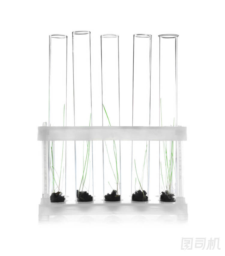 在試管中的植物