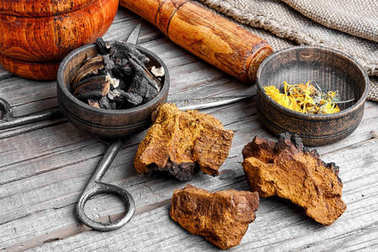 设置健康植物紫草科植物和桦木真