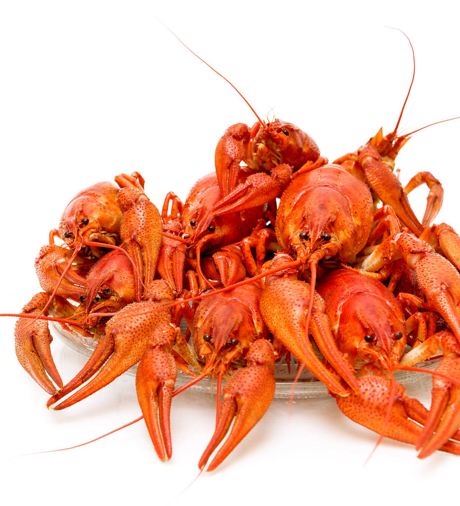 在白色背景上的水煮小龙虾特写 在白色背景上的水煮小龙虾特写