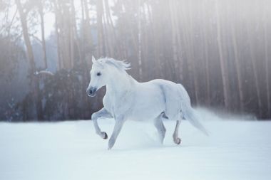 白馬在積雪的森林背景上運(yùn)行圖片