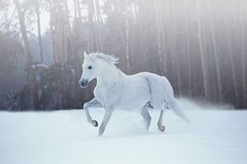 白马在积雪的森林背景上运行图片