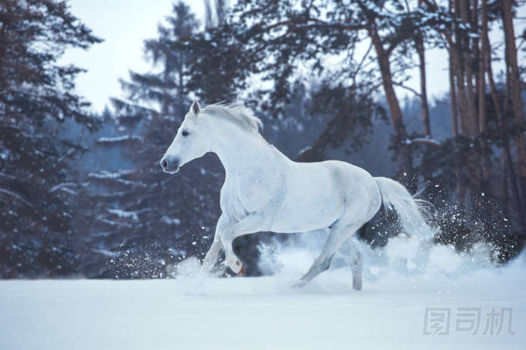 白馬在積雪的森林背景上運行照片