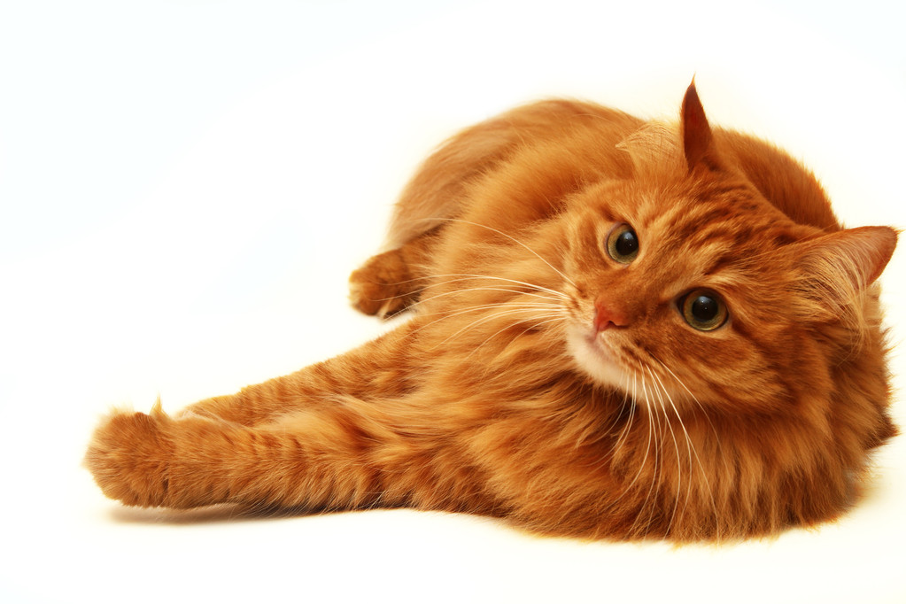红猫射在白色背景上 红猫射在白色背景上