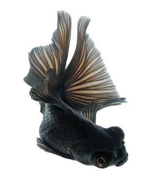 黑色金魚圖片