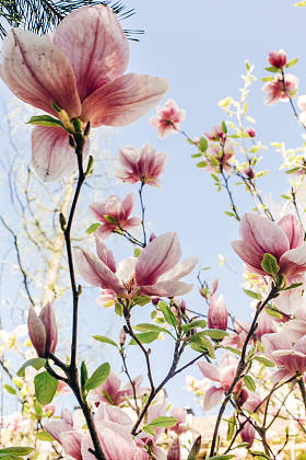 粉红色的玉兰花