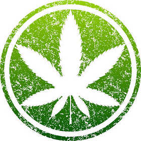 大麻绿色叶图片