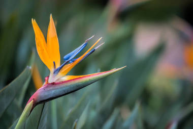 德拉肯斯景觀與云層和樹木