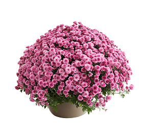 菊花比利时丁香