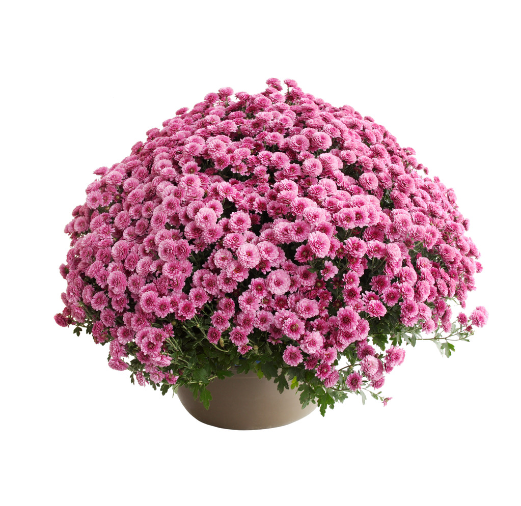 菊花比利时丁香