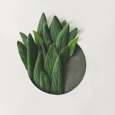 綠色的葉子的創(chuàng)意安排