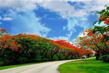 火焰樹大道，塞班島圖片