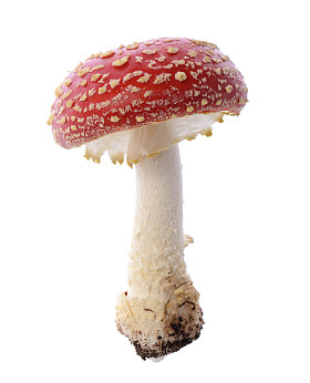 红色蘑菇