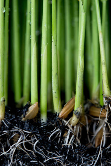 樹苗種植水稻的籌備工作