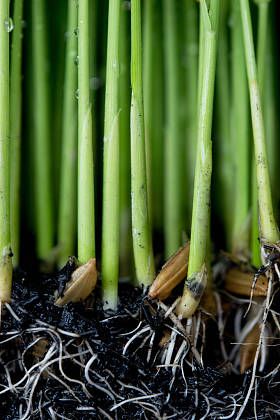 树苗种植水稻的筹备工作