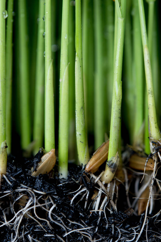 树苗种植水稻的筹备工作 树苗种植水稻的筹备工作