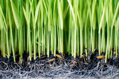 樹苗種植水稻的籌備工作.照片