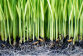 树苗种植水稻的筹备工作.照片