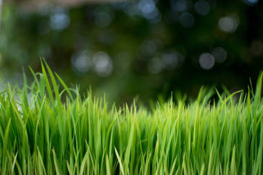 树苗种植水稻的筹备工作.照片