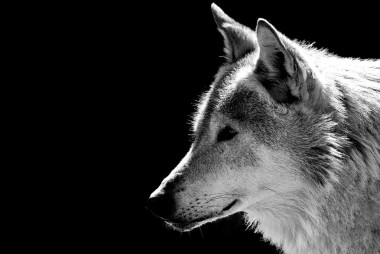 大灰狼的头图片